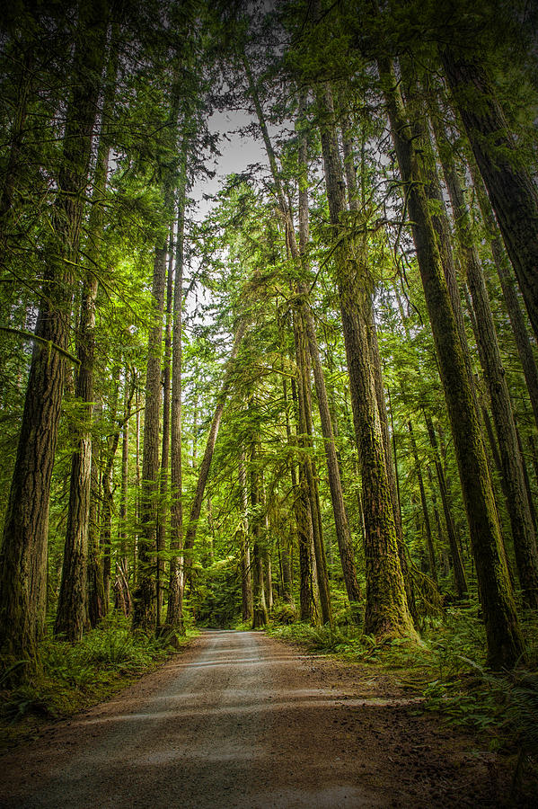 Rain Forest Dirt Road Photograph by Randall Nyhof
