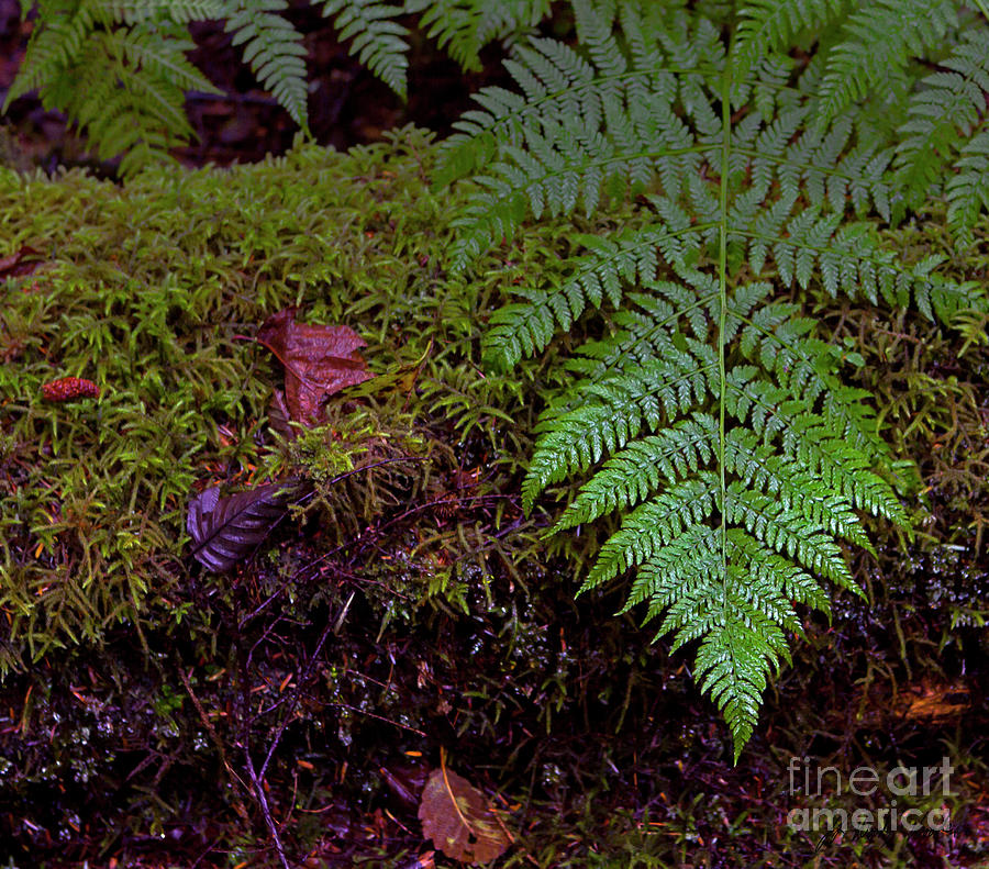 Rain Forest Fern-Signed-#5580 Photograph by J L Woody Wooden