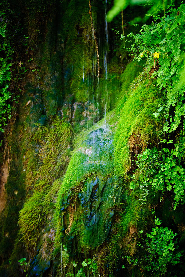 Rain Forest Photograph by Louis Dallara