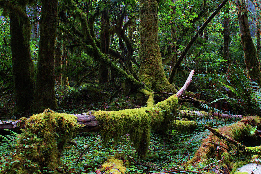 Emerald Woods Photograph by Matthew Urbatchka