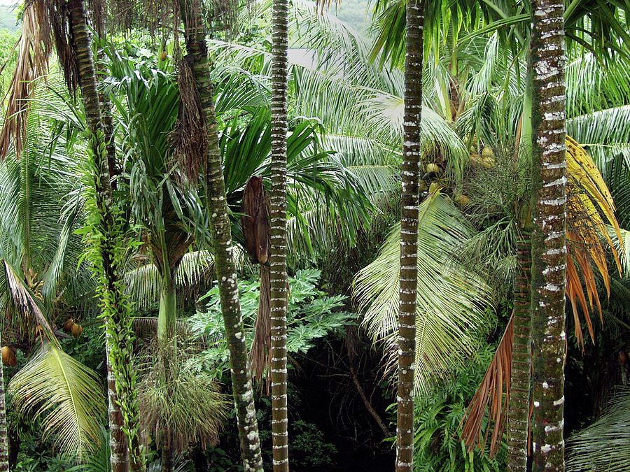 Rain Forest Palau Photograph by Thomas Walsh