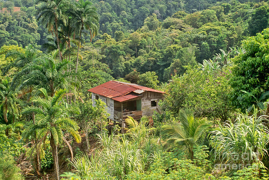 Rain Forest, Rural Farm, Costa Rica Photograph by Inga Spence