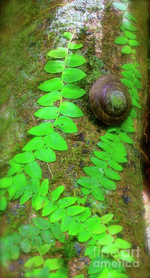 Rain Forest Snail Photograph by Alice Terrill