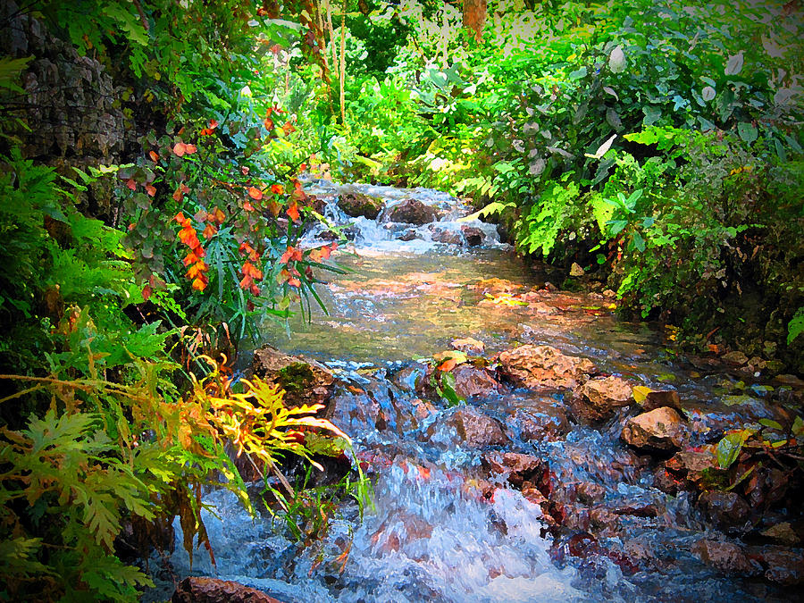Rain Forest Stream Photograph by Cedric Hampton