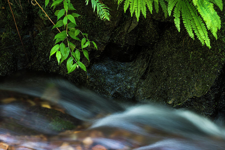 Rain Forest Stream Photograph by Robert Potts