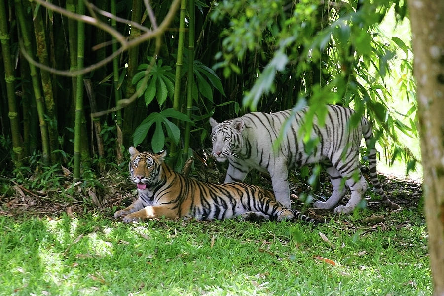 Rain Forest Tigers Photograph by Anthony Jones