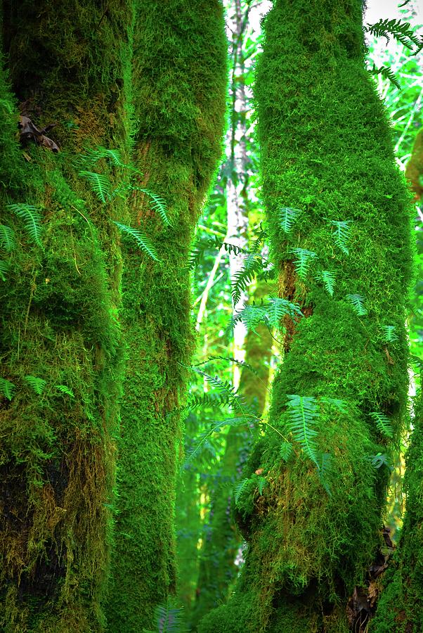 Rain Forest Trees Photograph by Craig Perry-Ollila