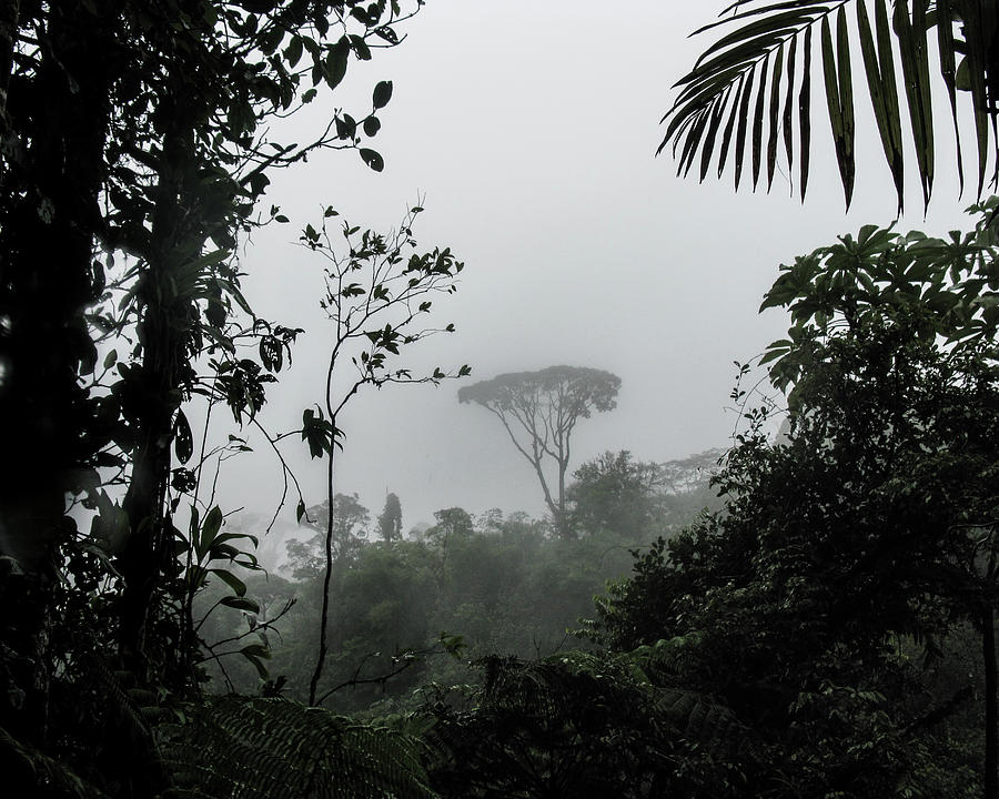 Rain Forest Photograph by Winnie Chrzanowski