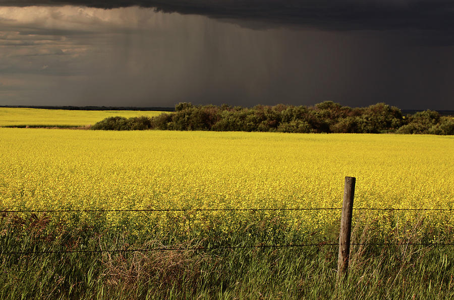 Rain front approaching Saskatchewan canola crop Digital Art by Mark Duffy