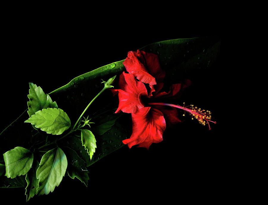 Hibiscus Photograph - Rain Hibiscus by Jessie Snyder