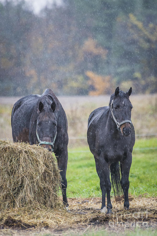 Rain Horses Photograph by Joann Long