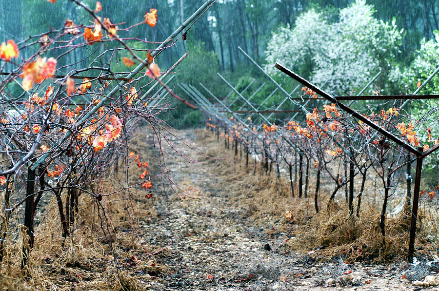 Rain in the Vineyard Photograph by Dubi Roman
