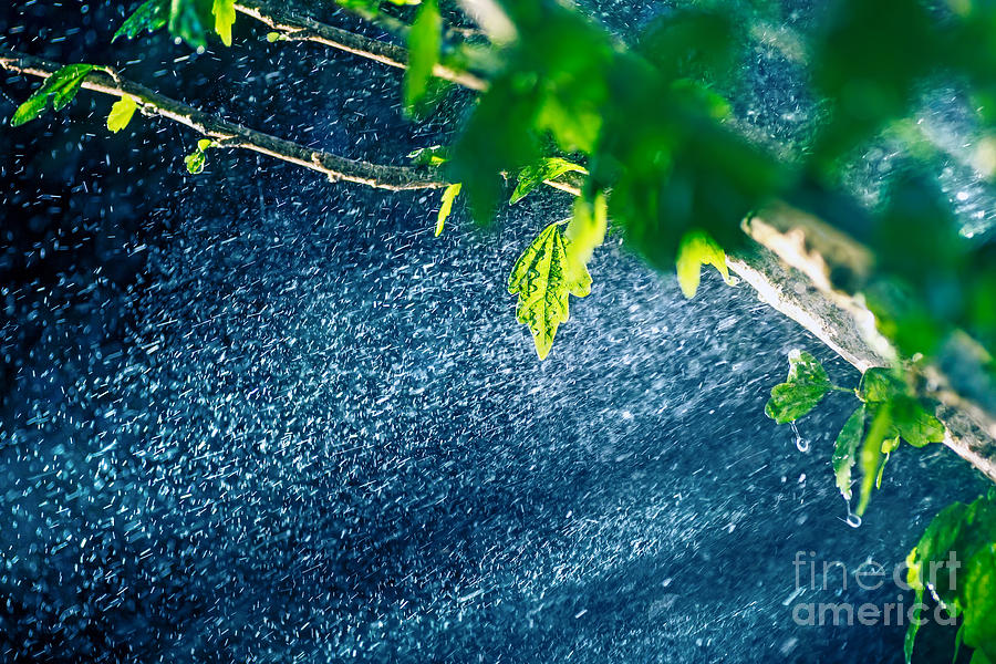 Rain in the rain forest Photograph by Anna Om