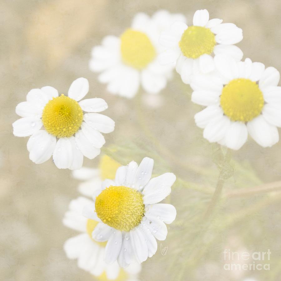 Rain-kissed chamomile Photograph by Cindy Garber Iverson