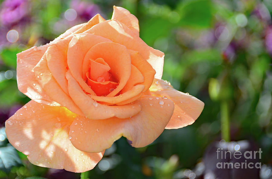 Rain Kissed Peach Spring Rose Photograph by Debby Pueschel