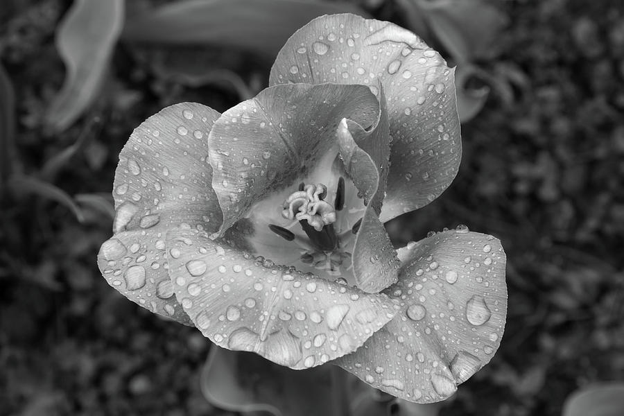 Black And White Photograph - Rain Kissed Rhine Flower by John Daly