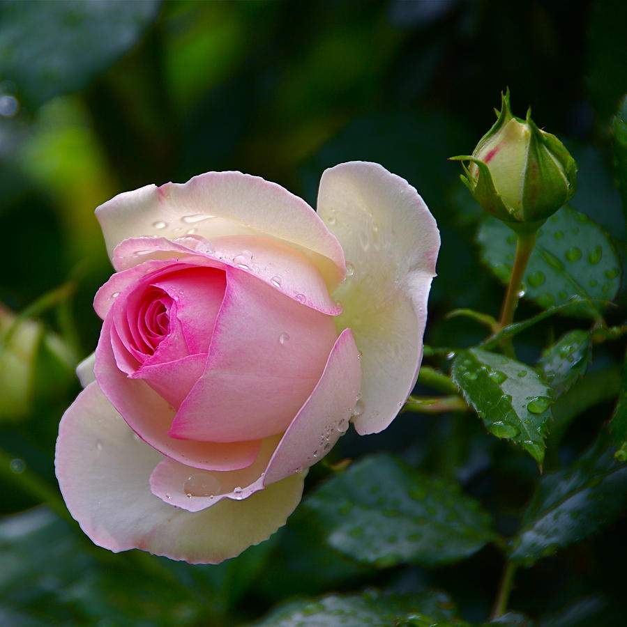 Rain-Kissed Rose Photograph by Byron Varvarigos
