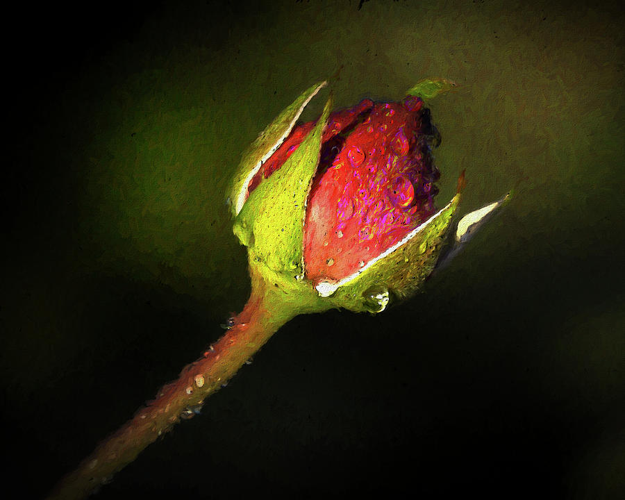 Rain Kissed Rosebud Photograph by Jerry Gammon