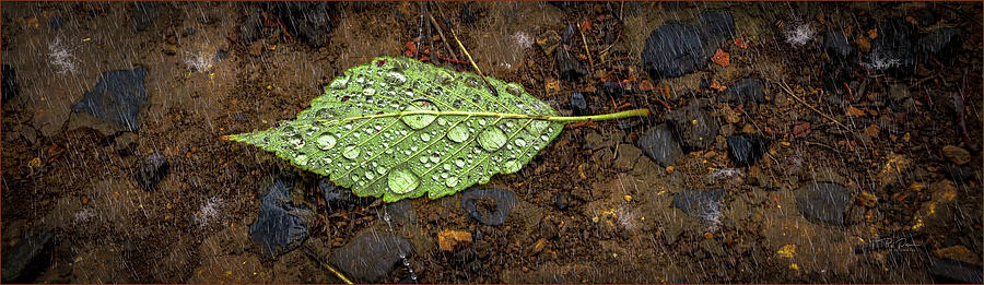 Rain Leaf Photograph by Bill Posner