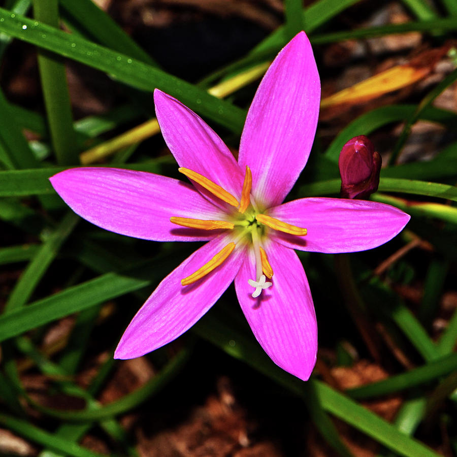 Rain Lily 009 Photograph by George Bostian