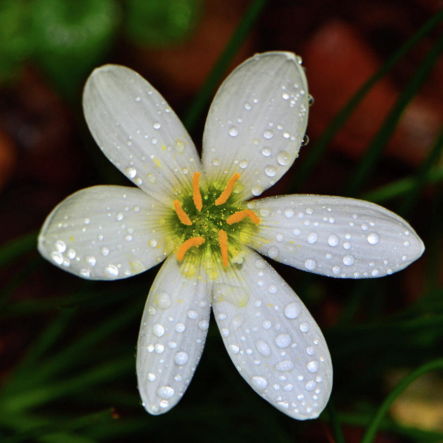 Rain Lily 025 Photograph by George Bostian