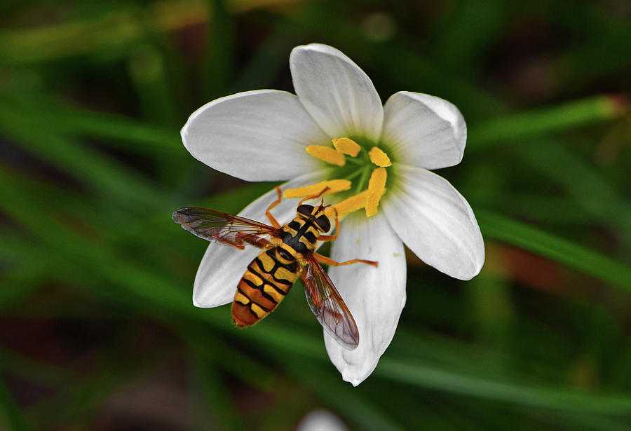Rain Lily And A Bee 003 Photograph by George Bostian