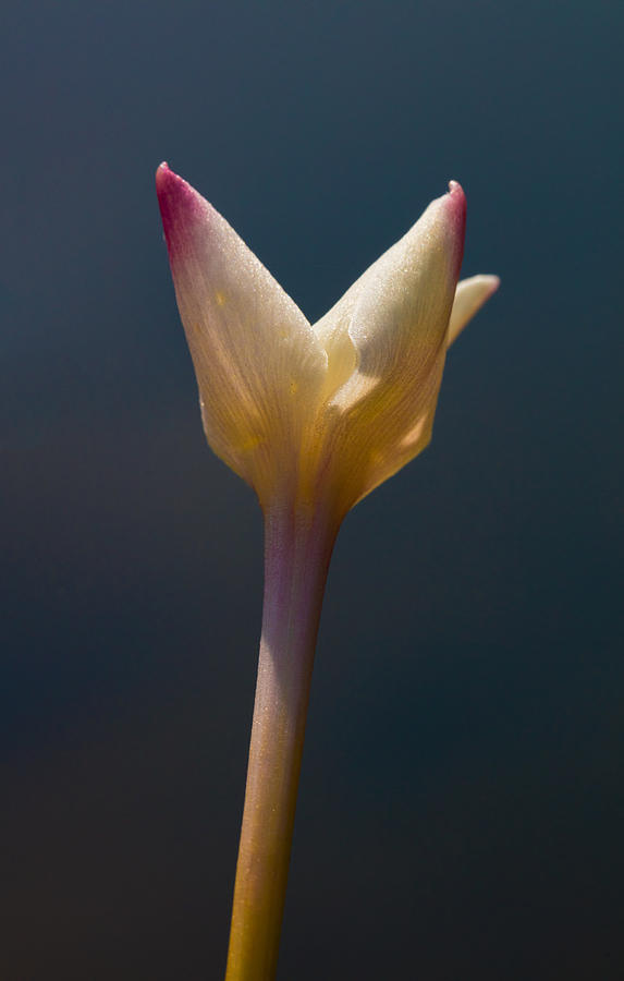 Rain-Lily by Pond Photograph by Steven Schwartzman