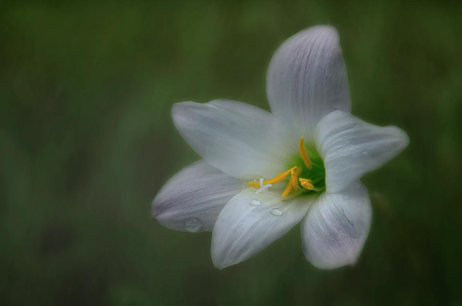 Rain Lily Photograph by Carol Eade