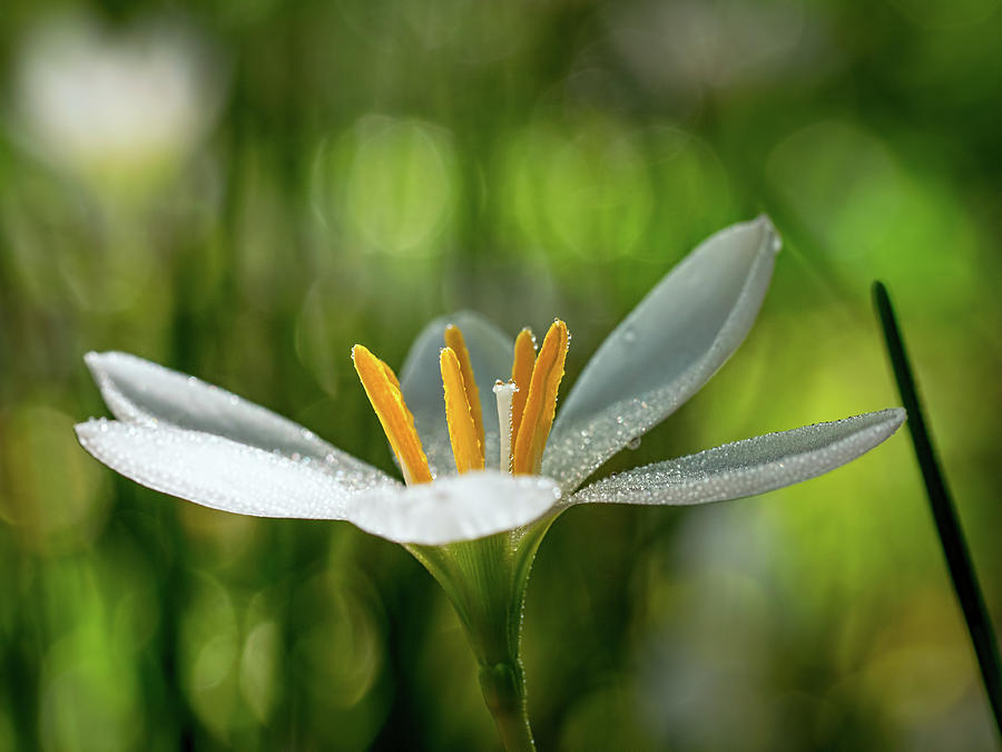 Rain Lily Covered in Droplets Photograph by Brad Boland