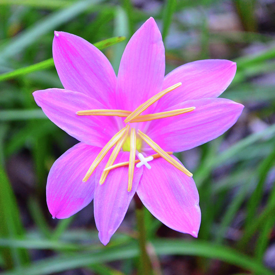 Rain Lily - Pink 002 Photograph by George Bostian