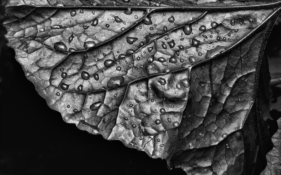 Nature Photograph - Rain on a Leaf by Robert Ullmann