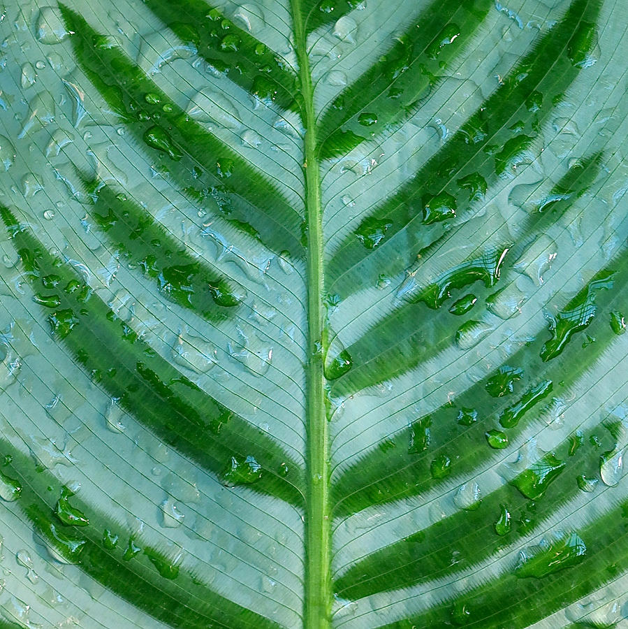 Calathea Photograph - Raindrops on a Calathea Leaf by Earth Garden Art