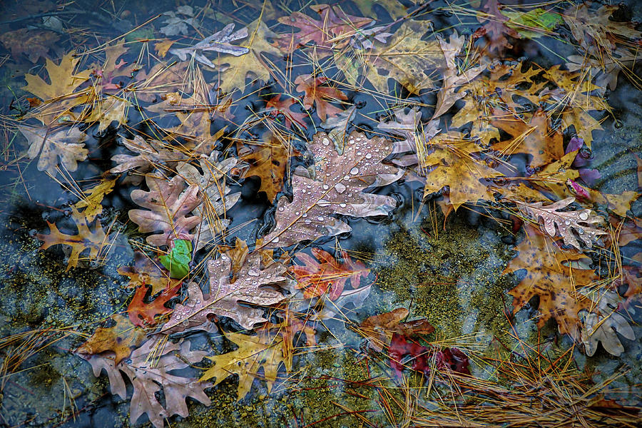 Rain on autumn leaves Photograph by Lilia S