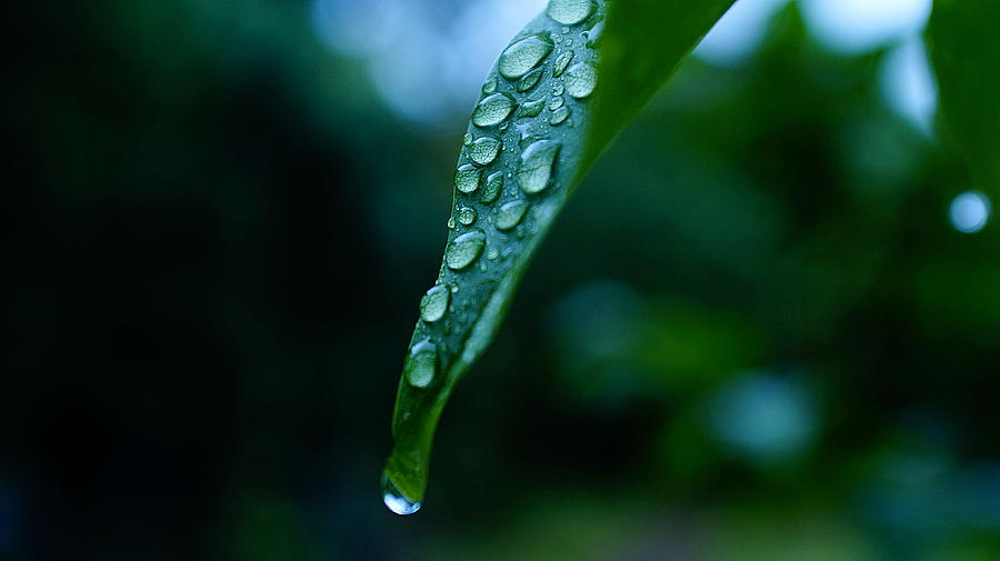 Rain On Leaf Photograph by Adrian Niezabitowski - Fine Art America