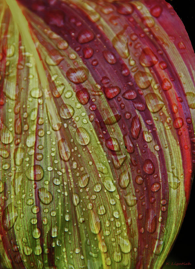 Rain On Me Photograph by Kerri Ligatich