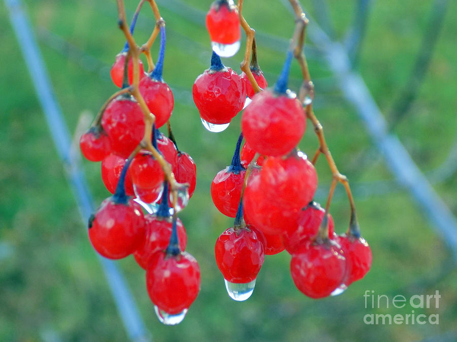 Nature Photograph - Rain On Nightshade Berries by William Tasker