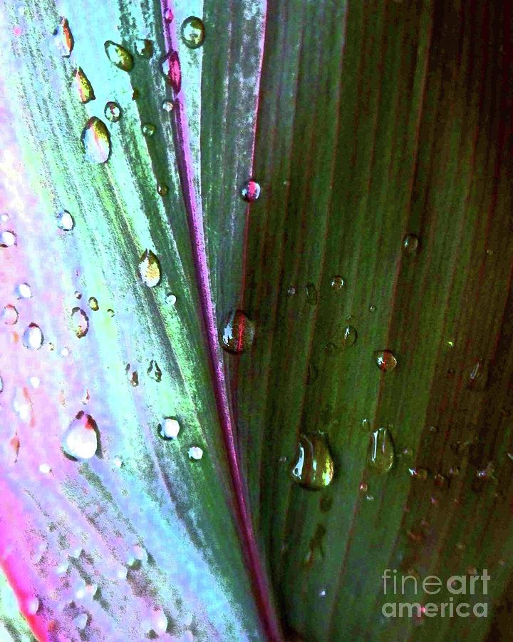 Rain on Rainbow Leaf Photograph by Barbie Corbett-Newmin