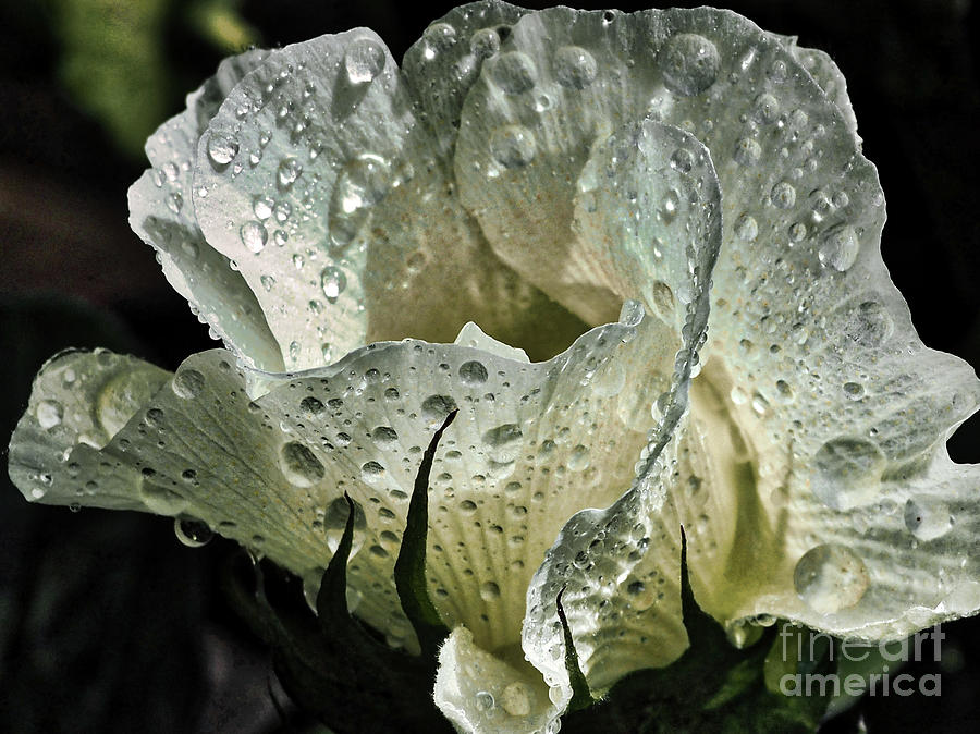 Flowers Still Life Photograph - Rain on the Cotton Flower by Karin Everhart