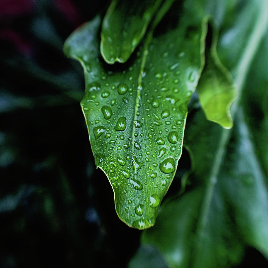 Rain on the Philodendron Photograph by Scott Pellegrin