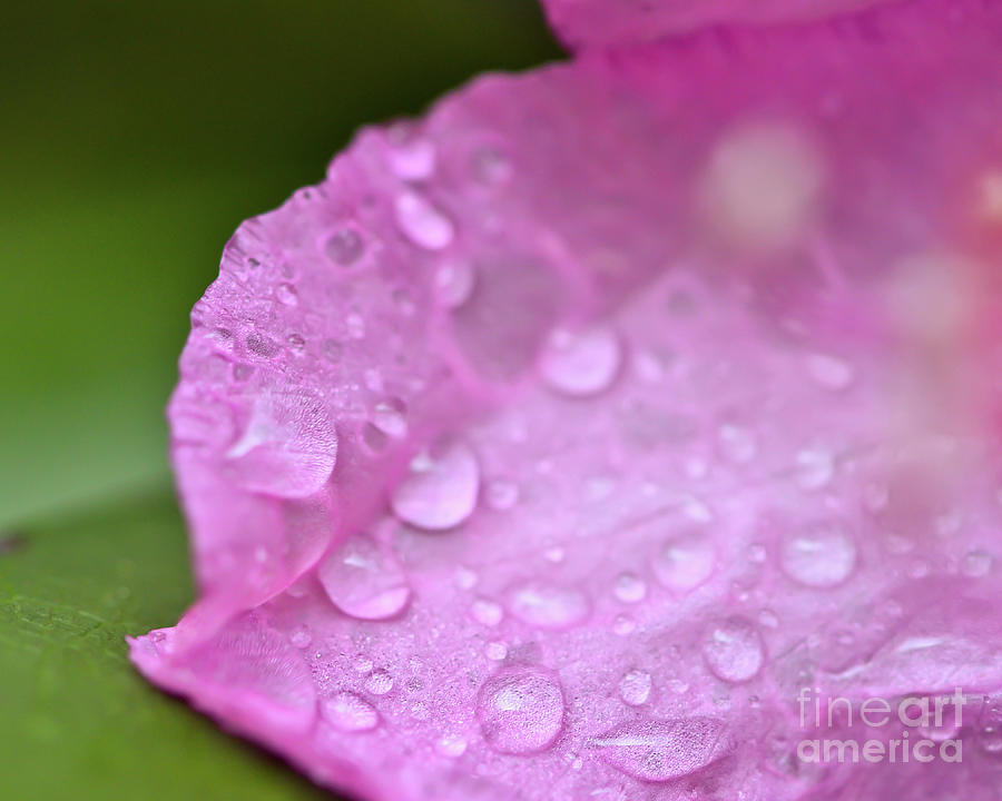 Rain on the Rhododendron Photograph by Kerri Farley