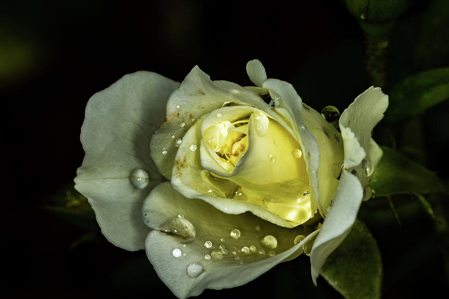 Rain on the Rose Photograph by Jay Stockhaus