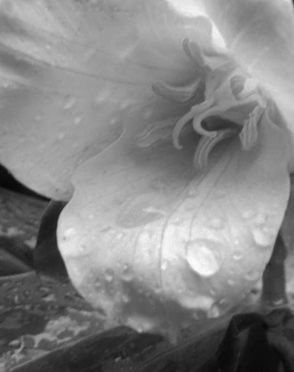 Rain on the Trillium Photograph by Charles Lucas