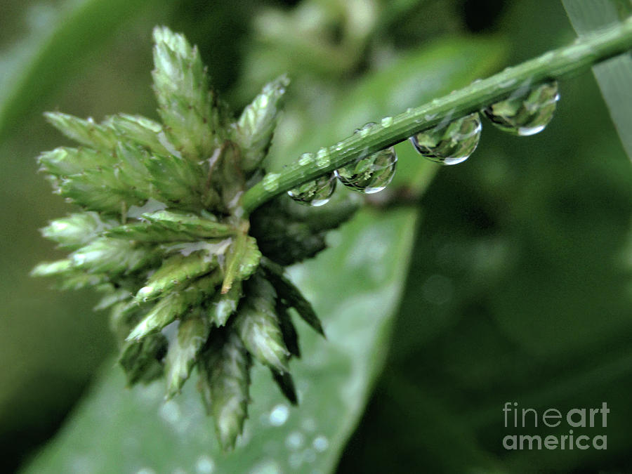 Rain On The Umbrella Plant 2 Photograph by Kim Tran