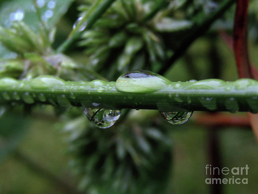 Rain On The Umbrella Plant Photograph by Kim Tran