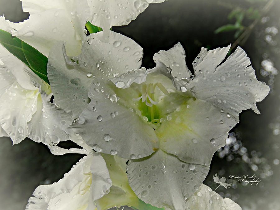 Rain Petals Photograph By Denise Winship - Pixels