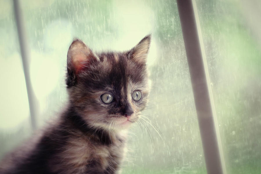 Cat Photograph - Rain Rain Go Away by Amy Tyler