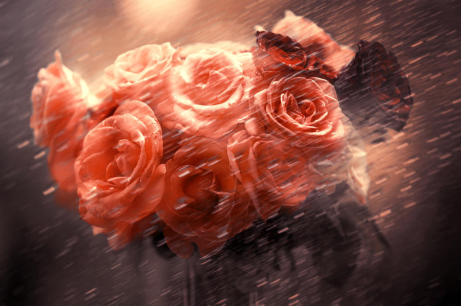 Rain Red Roses Photograph by Jenny Rainbow