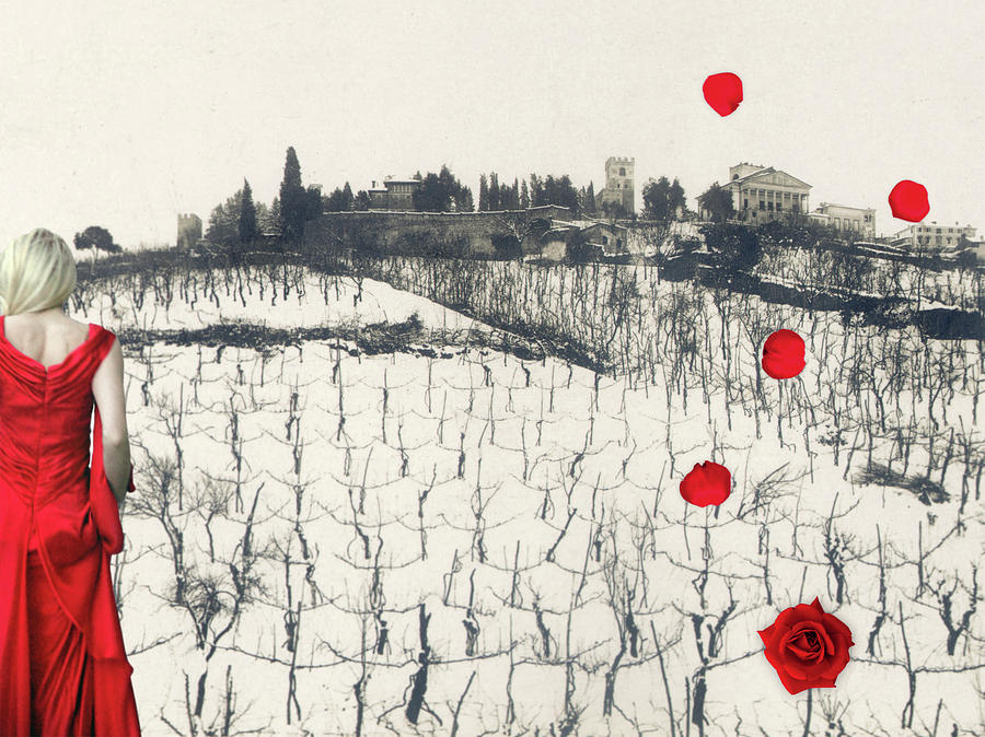 Rain Red Roses by Martina Rall Rain Red Roses by Martina Rall