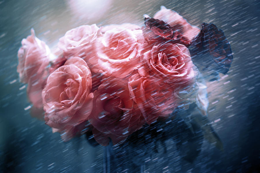 Rain Red Roses Nostalgia Photograph by Jenny Rainbow