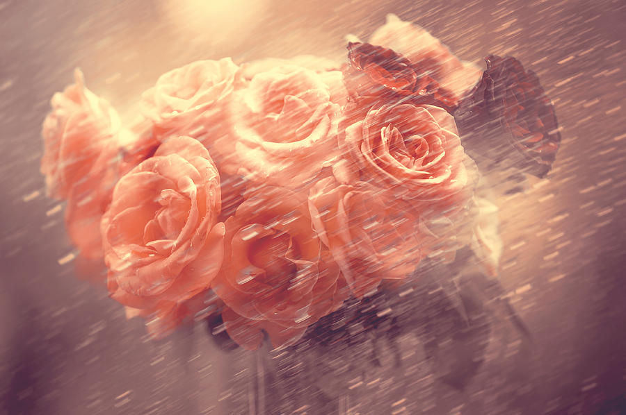 Nature Photograph - Rain Red Roses Pastel by Jenny Rainbow